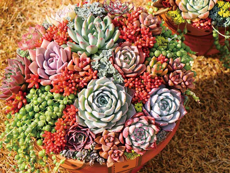 多肉の寄せ植えの写真